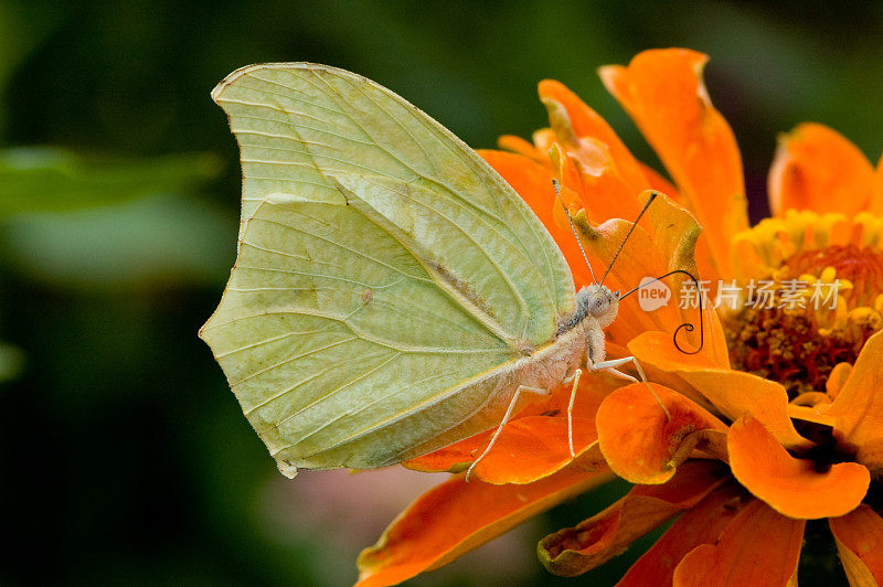 橙色花上的幽灵硫蝴蝶。(Anteos chlorinde)